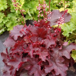 Heuchera ‘Fire Chief’