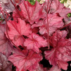 Heuchera ‘Fire Chief’