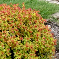 Cununiţă - Spiraea japonica ‘Firelight’