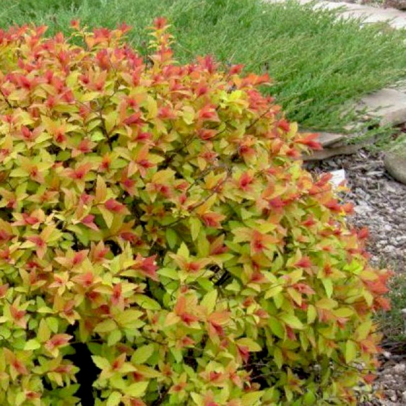 Cununiţă - Spiraea japonica ‘Firelight’