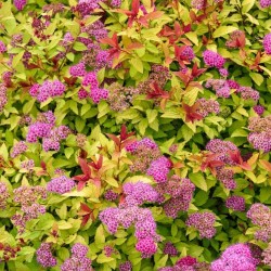 Cununiţă - Spiraea japonica ‘Firelight’