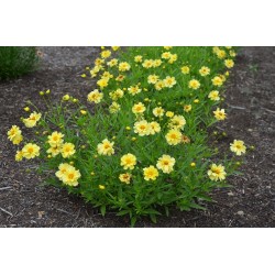 Coreopsis Big Bang ‘Full Moon’ 