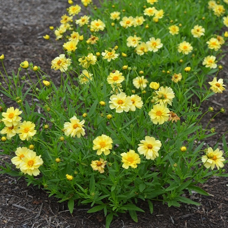 Coreopsis Big Bang ‘Full Moon’ 