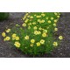 Coreopsis Big Bang ‘Full Moon’ 