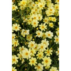 Coreopsis Big Bang ‘Full Moon’ 