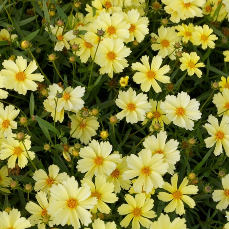 Coreopsis Big Bang ‘Full Moon’ 