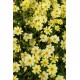 Coreopsis Big Bang ‘Full Moon’ 