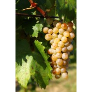 Vița de vie Furmint