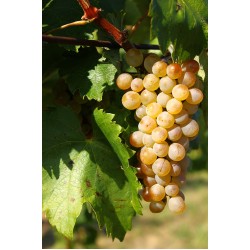 Vița de vie Furmint
