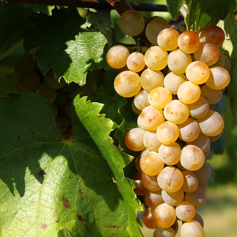 Vița de vie Furmint