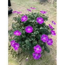 Geranium ‘Frivolius Purple’ 