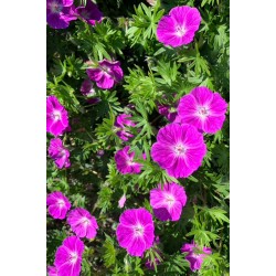 Geranium ‘Frivolius Purple’ 