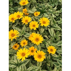 Heliopsis helianthoides ‘Loraine Sunshine’