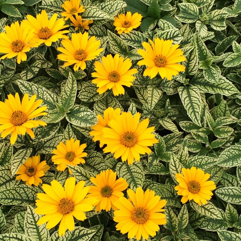 Heliopsis helianthoides ‘Loraine Sunshine’