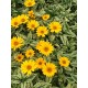 Heliopsis helianthoides ‘Loraine Sunshine’