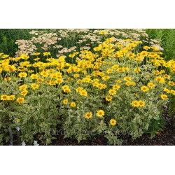 Heliopsis helianthoides ‘Loraine Sunshine’