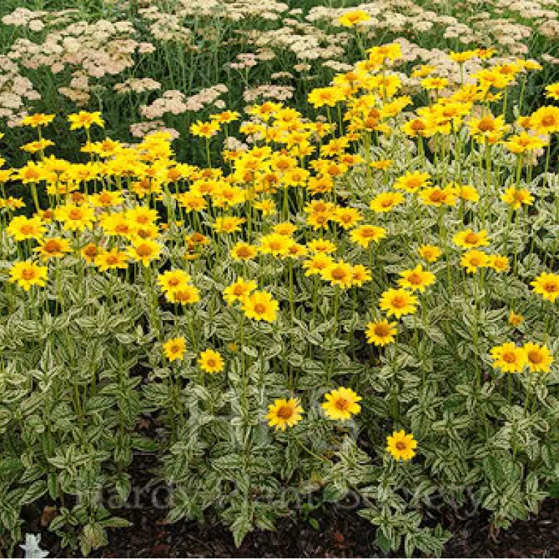 Heliopsis helianthoides ‘Loraine Sunshine’