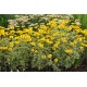 Heliopsis helianthoides ‘Loraine Sunshine’