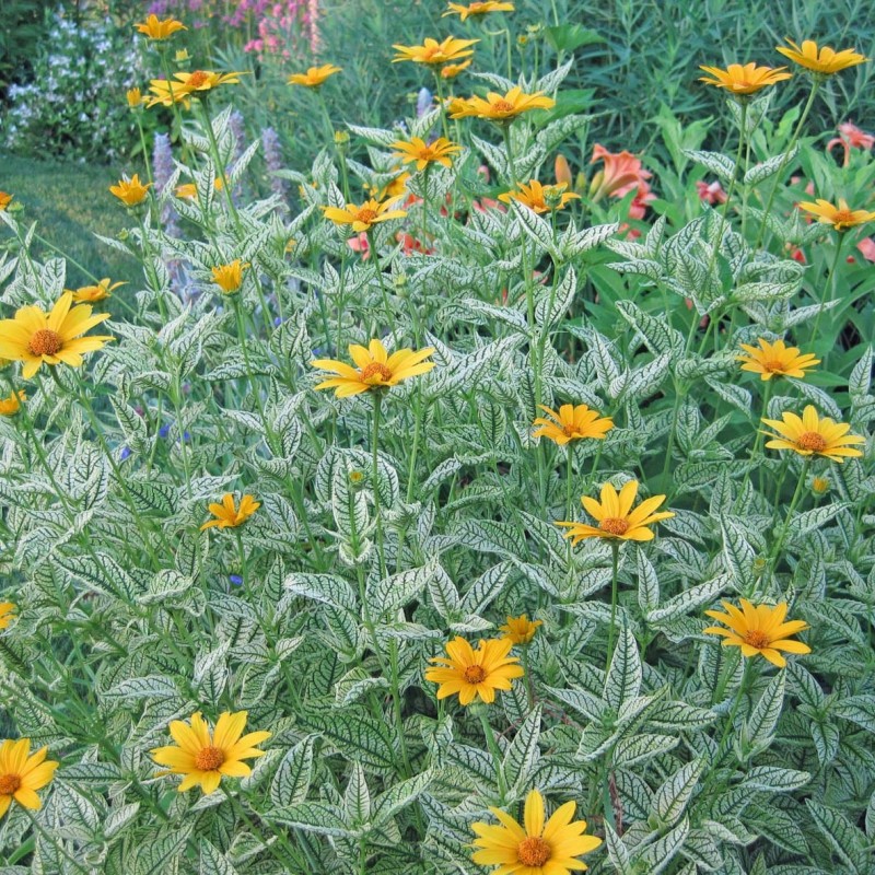 Heliopsis helianthoides ‘Loraine Sunshine’