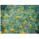 Heliopsis helianthoides ‘Loraine Sunshine’