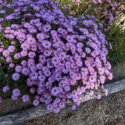 Aster pitic – Symphyotrichum dumosum 'Herbstgruß vom Bresserhof'