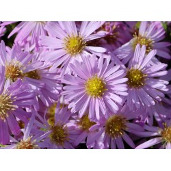 Aster pitic – Symphyotrichum dumosum 'Herbstgruß vom Bresserhof'
