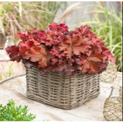 Heuchera ‘Boysenberry’
