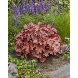 Heuchera ‘Boysenberry’