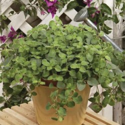 Origanum vulgare ‘Hot and Spicy’ – Oregano picant