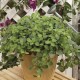 Origanum vulgare ‘Hot and Spicy’ – Oregano picant