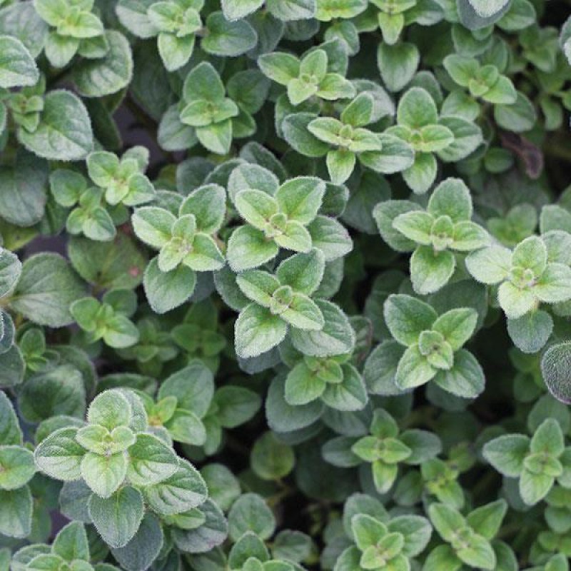 Origanum vulgare ‘Hot and Spicy’ – Oregano picant