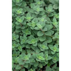 Origanum vulgare ‘Hot and Spicy’ – Oregano picant