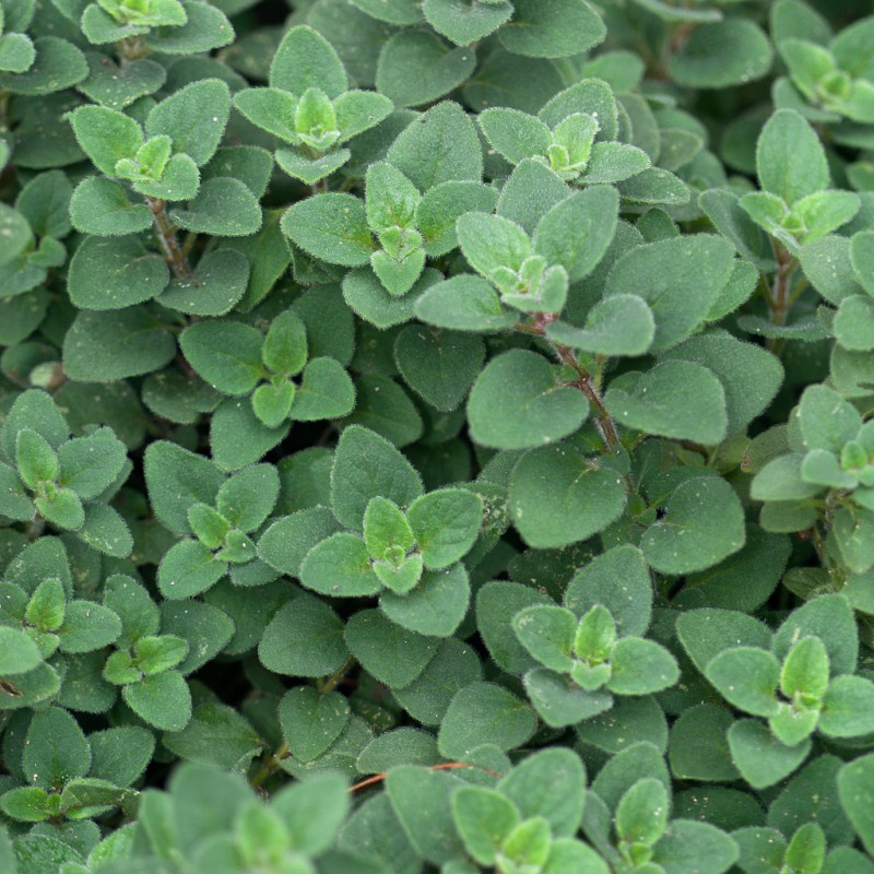 Origanum vulgare ‘Hot and Spicy’ – Oregano picant