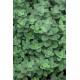 Origanum vulgare ‘Hot and Spicy’ – Oregano picant