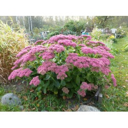 Hylotelephium 'Herbstfreude' – Sedum de toamnă