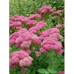 Hylotelephium 'Herbstfreude' – Sedum de toamnă