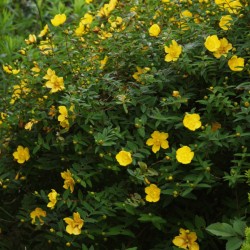 Hypericum ‘Hidcote’ - Sunătoare cu flori mari