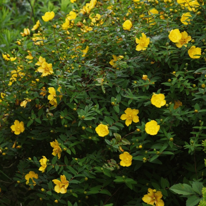 Hypericum ‘Hidcote’ - Sunătoare cu flori mari