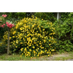 Hypericum ‘Hidcote’ - Sunătoare cu flori mari