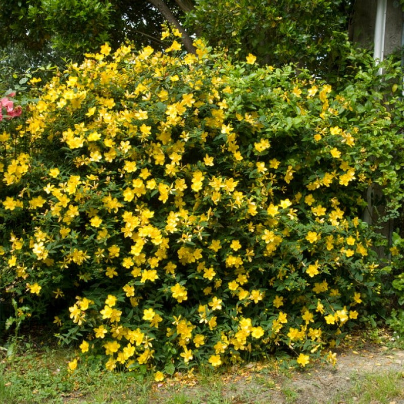 Hypericum ‘Hidcote’ - Sunătoare cu flori mari