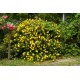Hypericum ‘Hidcote’ - Sunătoare cu flori mari