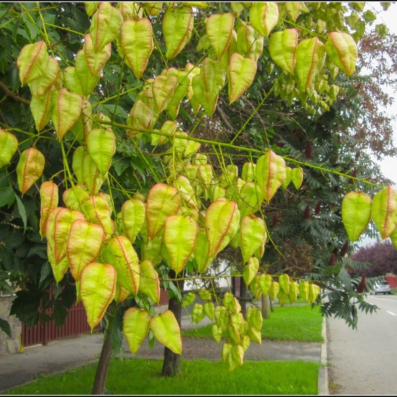 Oțetar Galben (Koelreuteria paniculata)
