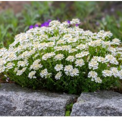 Iberis sempervirens