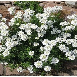 Iberis sempervirens