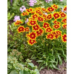 Coreopsis ‘Solar Iewel’