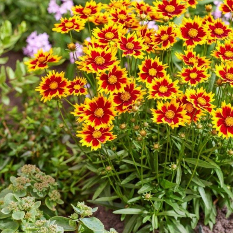 Coreopsis ‘Solar Iewel’