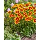 Coreopsis ‘Solar Iewel’