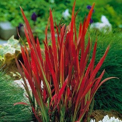Iarbă japoneză roșie - Imperata cylindrica 'Red Baron'