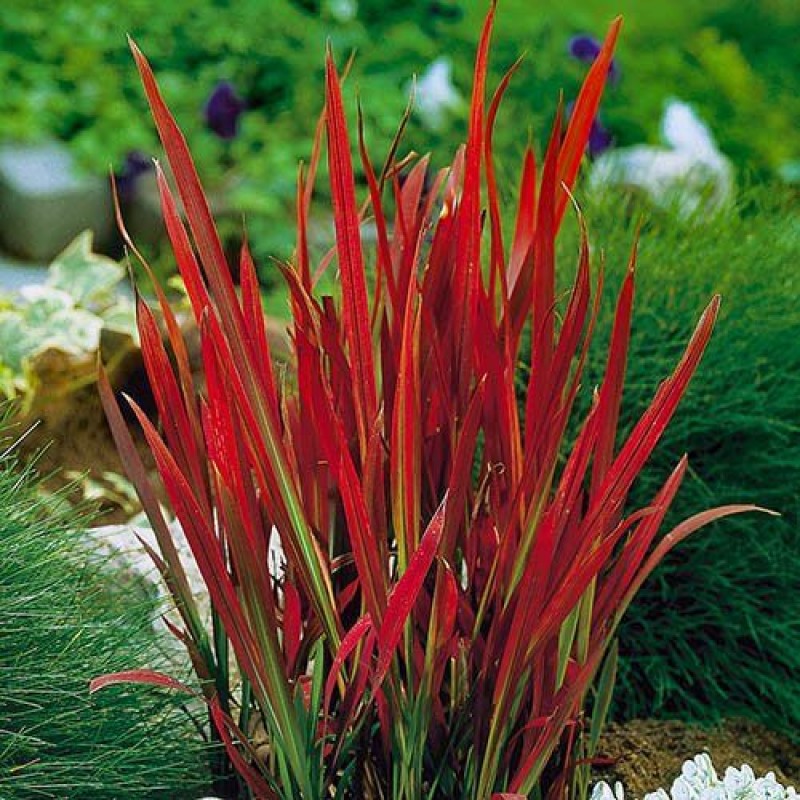 Iarbă japoneză roșie - Imperata cylindrica 'Red Baron'