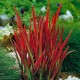 Iarbă japoneză roșie - Imperata cylindrica 'Red Baron'